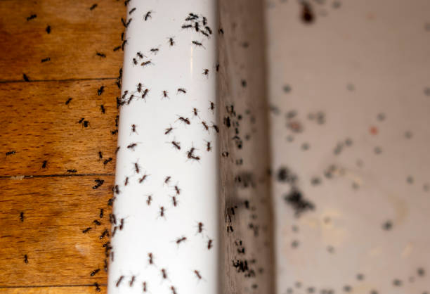 Best Rat Extermination Near Me  in Fitchburg, MA