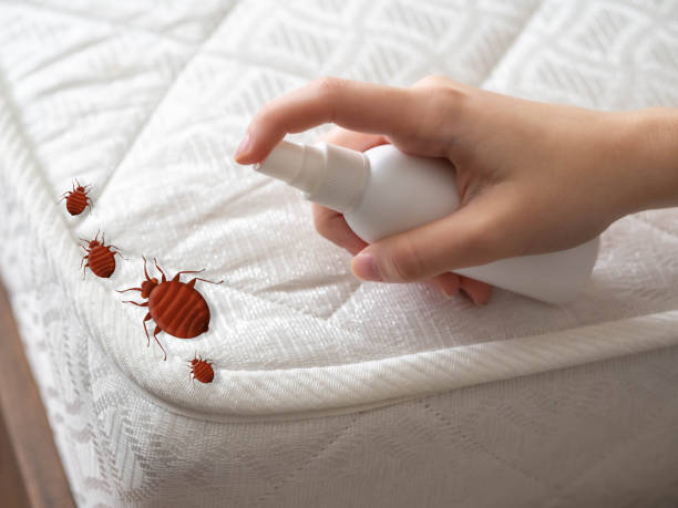 Best Ant Control Services  in Fitchburg, MA